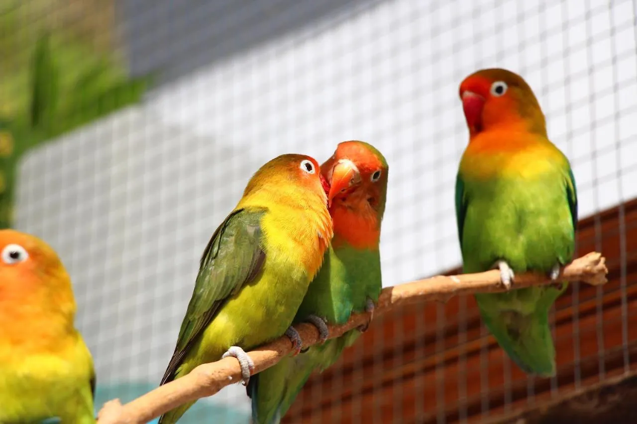 Casa Vista Pajaro Διαμέρισμα Puntallana